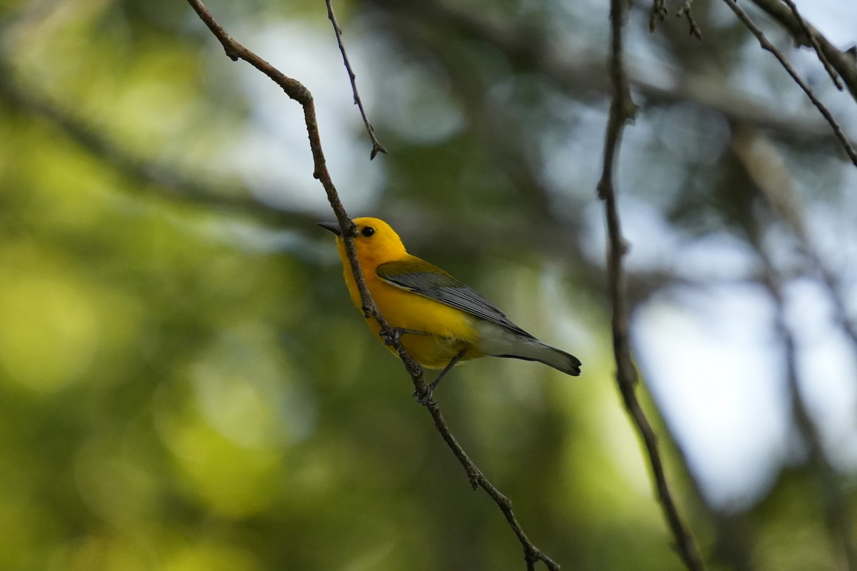 Prothonotary Warbler - ML639255509