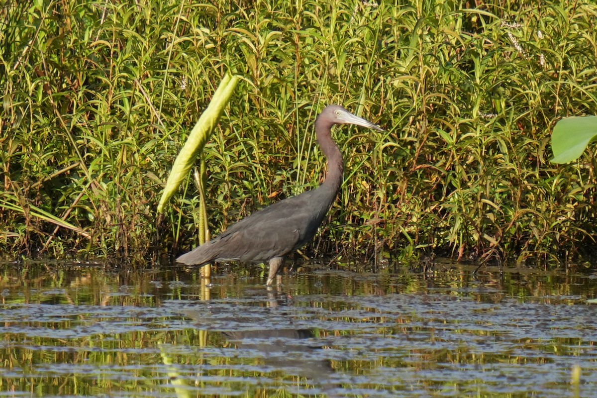 Little Blue Heron - ML639255517