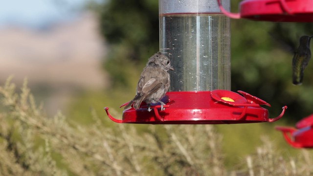Oak Titmouse - ML639255525