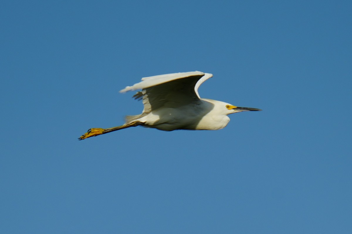 Snowy Egret - ML639255532
