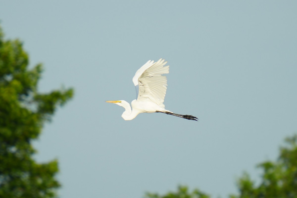 Great Egret - ML639255551