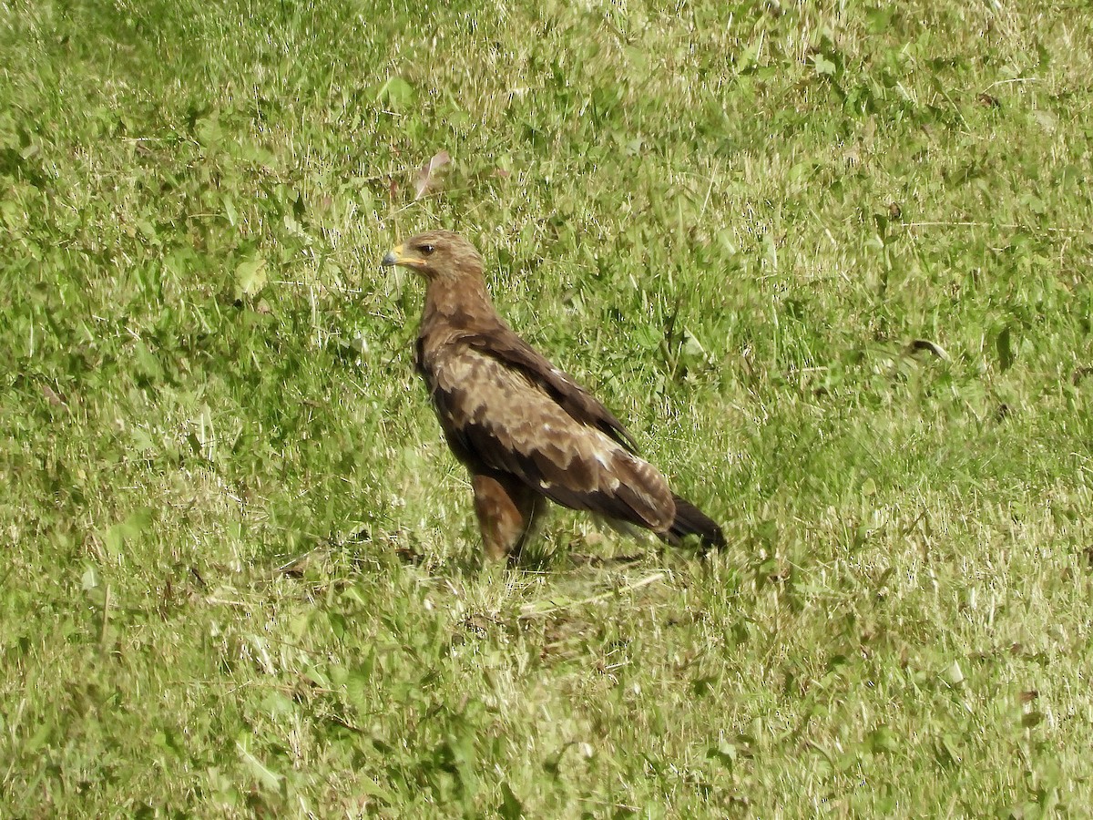 Lesser Spotted Eagle - ML639255557