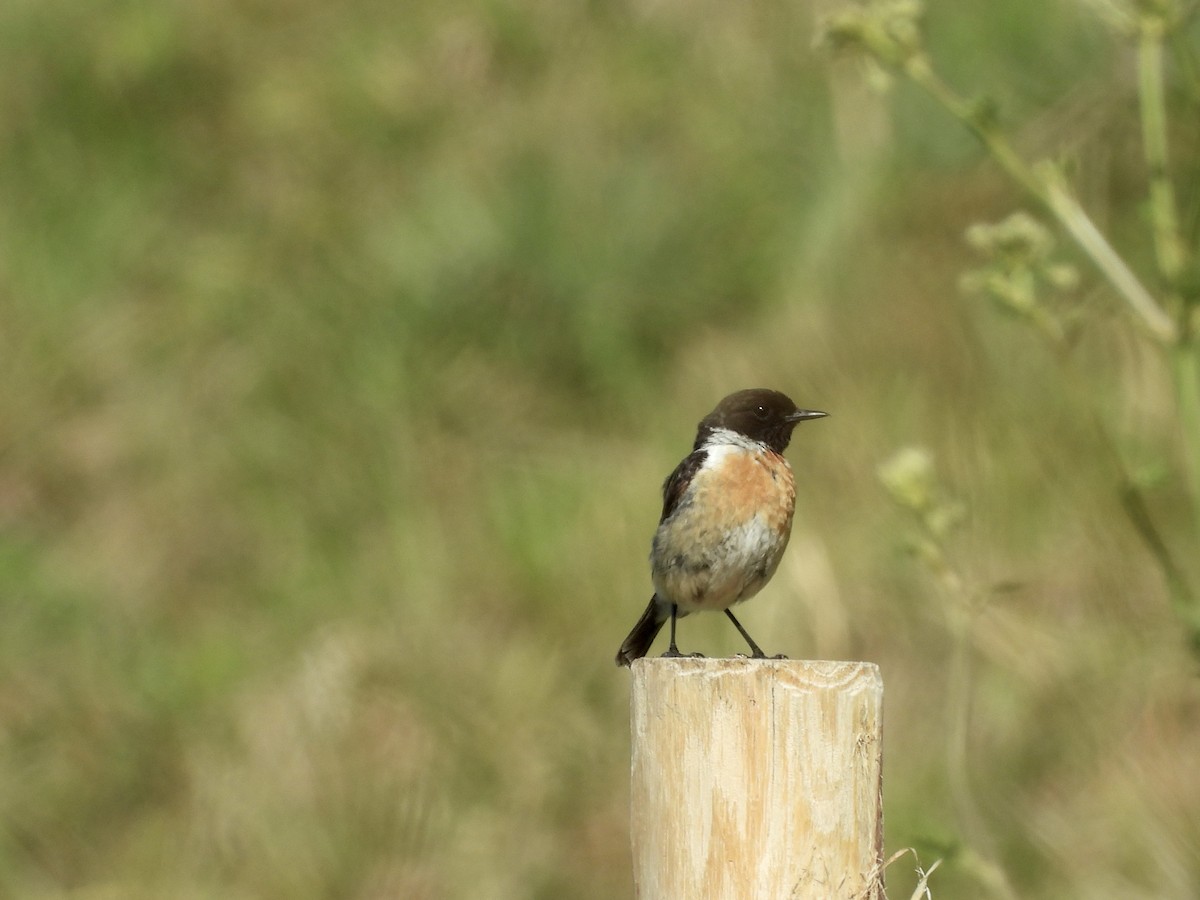 European Stonechat - ML639255564
