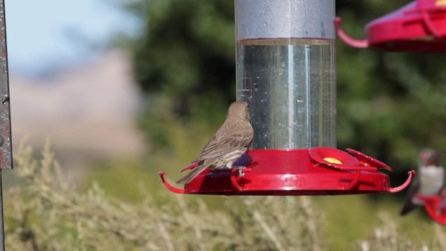 House Finch - ML639255684