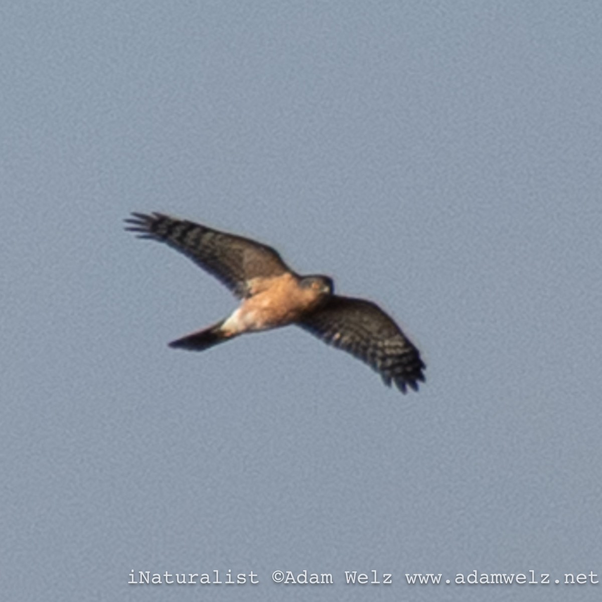 Rufous-breasted Sparrowhawk - ML639255716