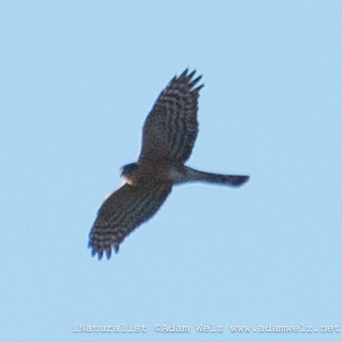 Rufous-breasted Sparrowhawk - ML639255719