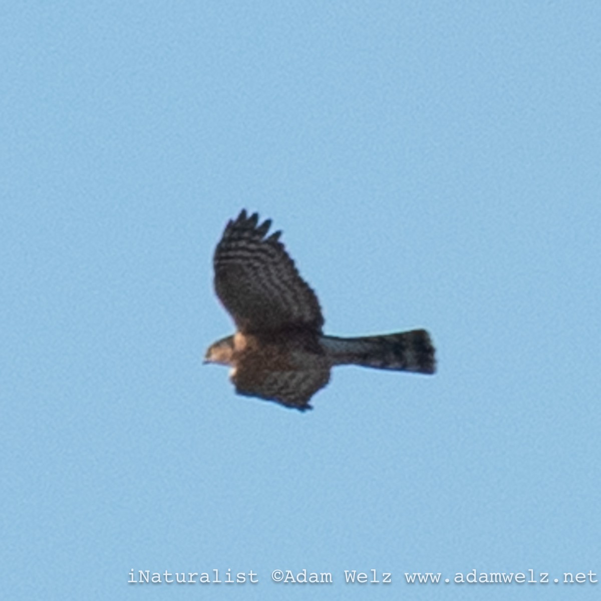 Rufous-breasted Sparrowhawk - ML639255720