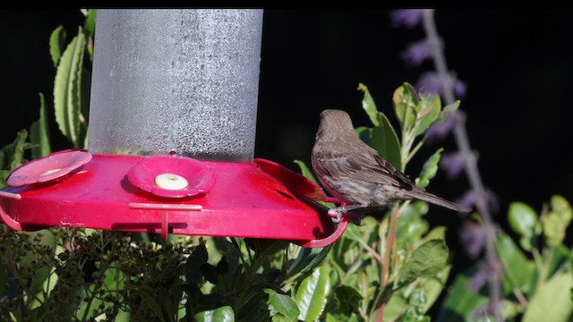 House Finch - ML639255743
