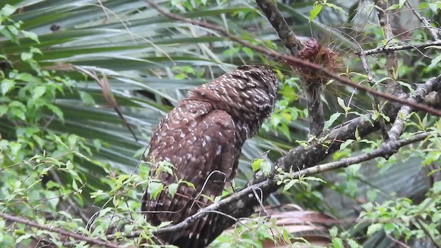 アメリカフクロウ - ML639255753