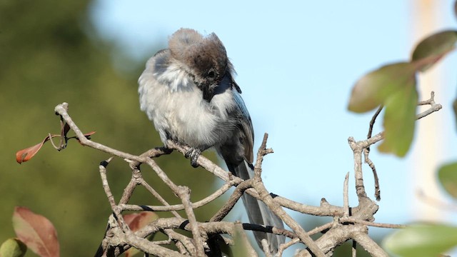 California Scrub-Jay - ML639255810