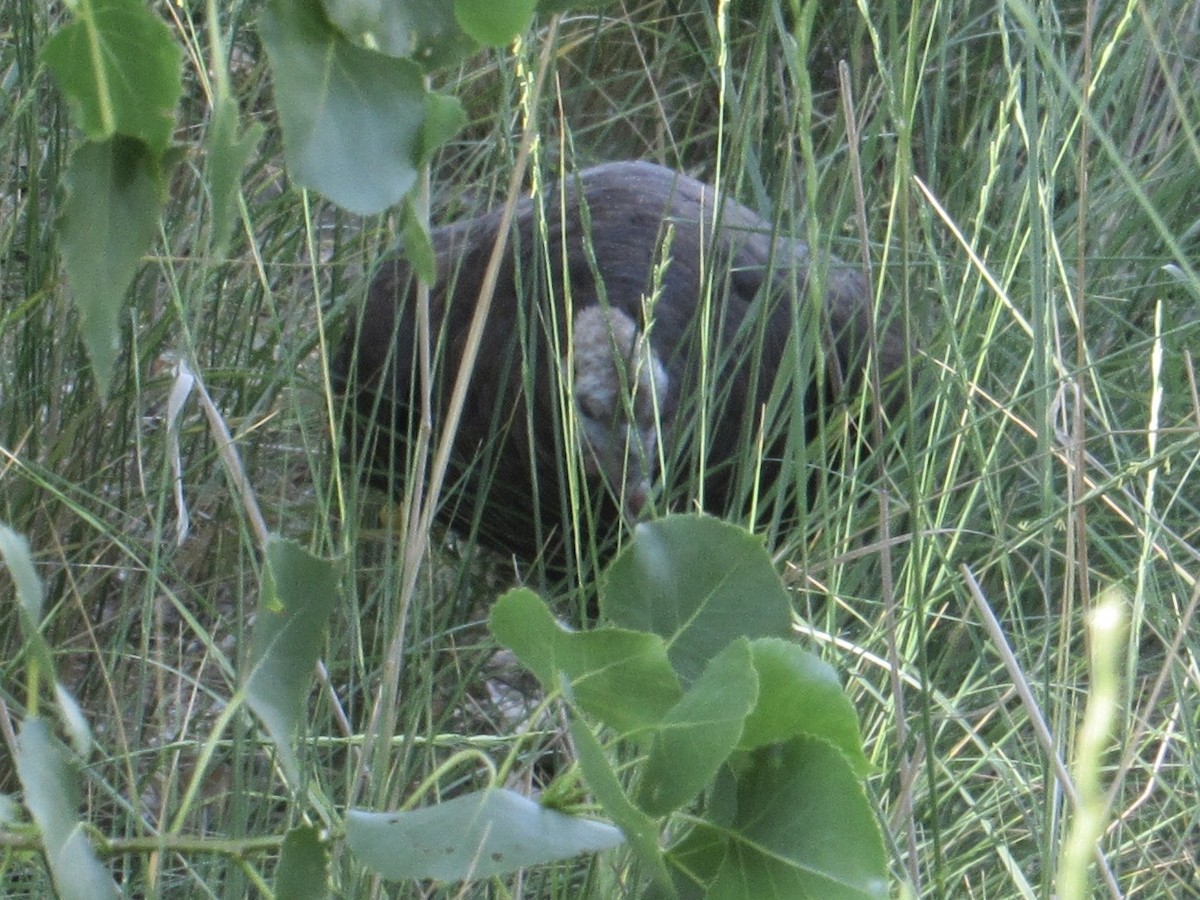 Wild Turkey - ML639255835