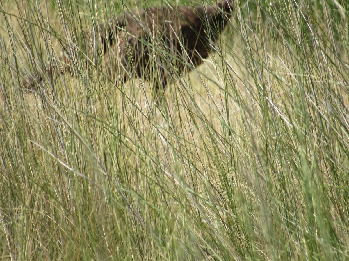 Wild Turkey - ML639255836