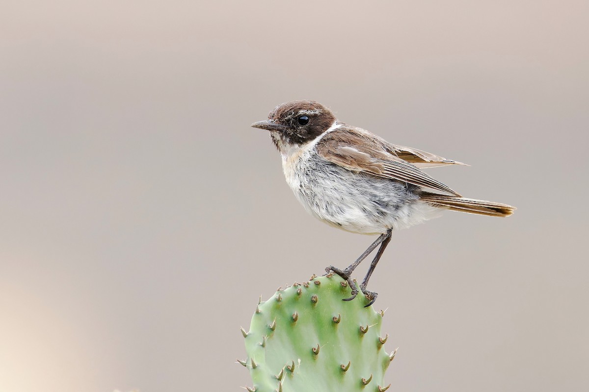 Fuerteventura Stonechat - ML639255839