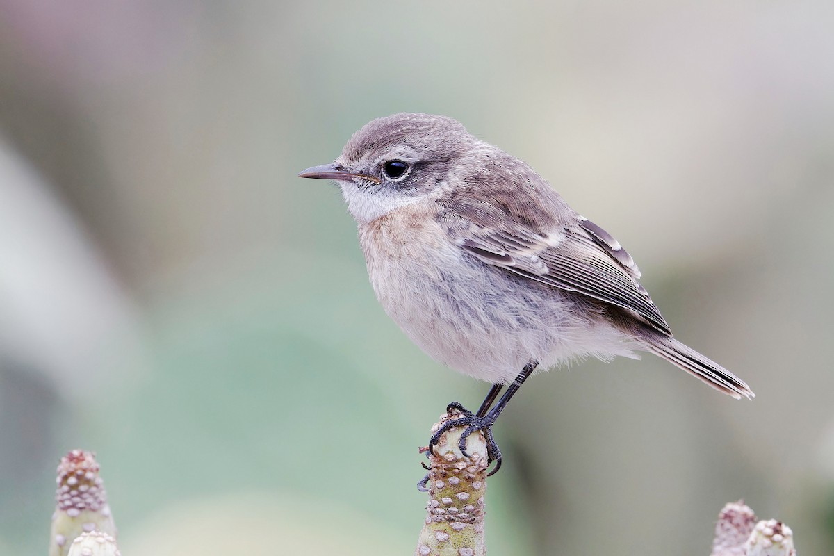 Fuerteventura Stonechat - ML639255840