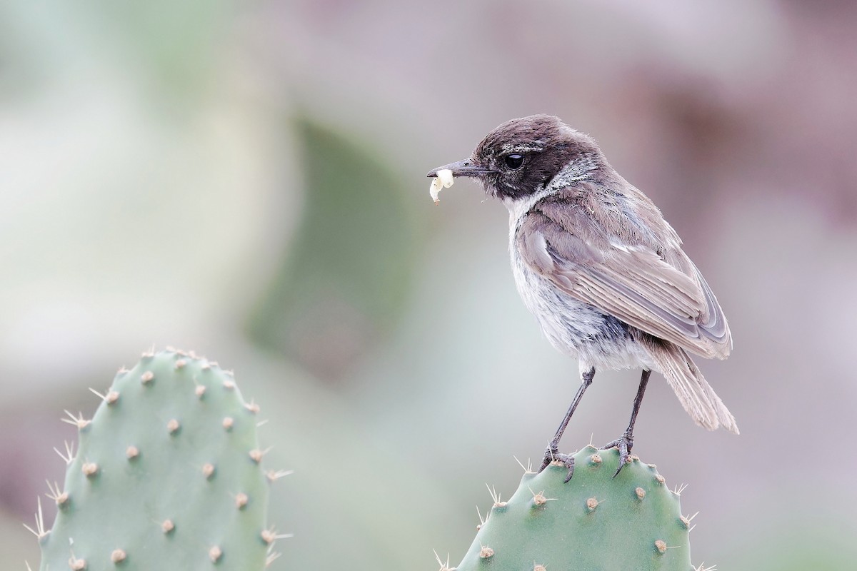 Fuerteventura Stonechat - ML639255841