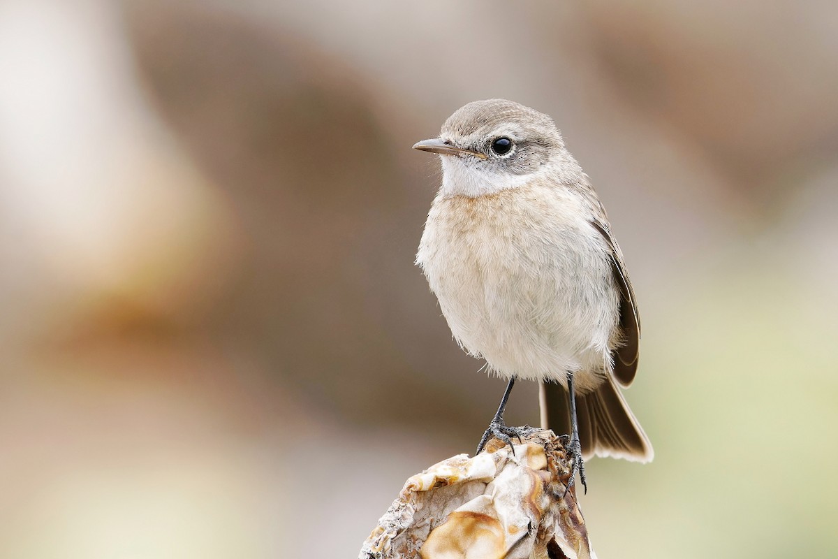 Fuerteventura Stonechat - ML639255842