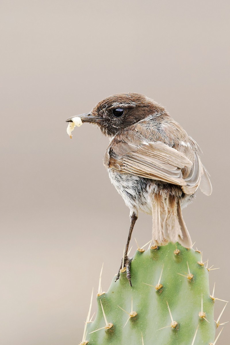 Fuerteventura Stonechat - ML639255843