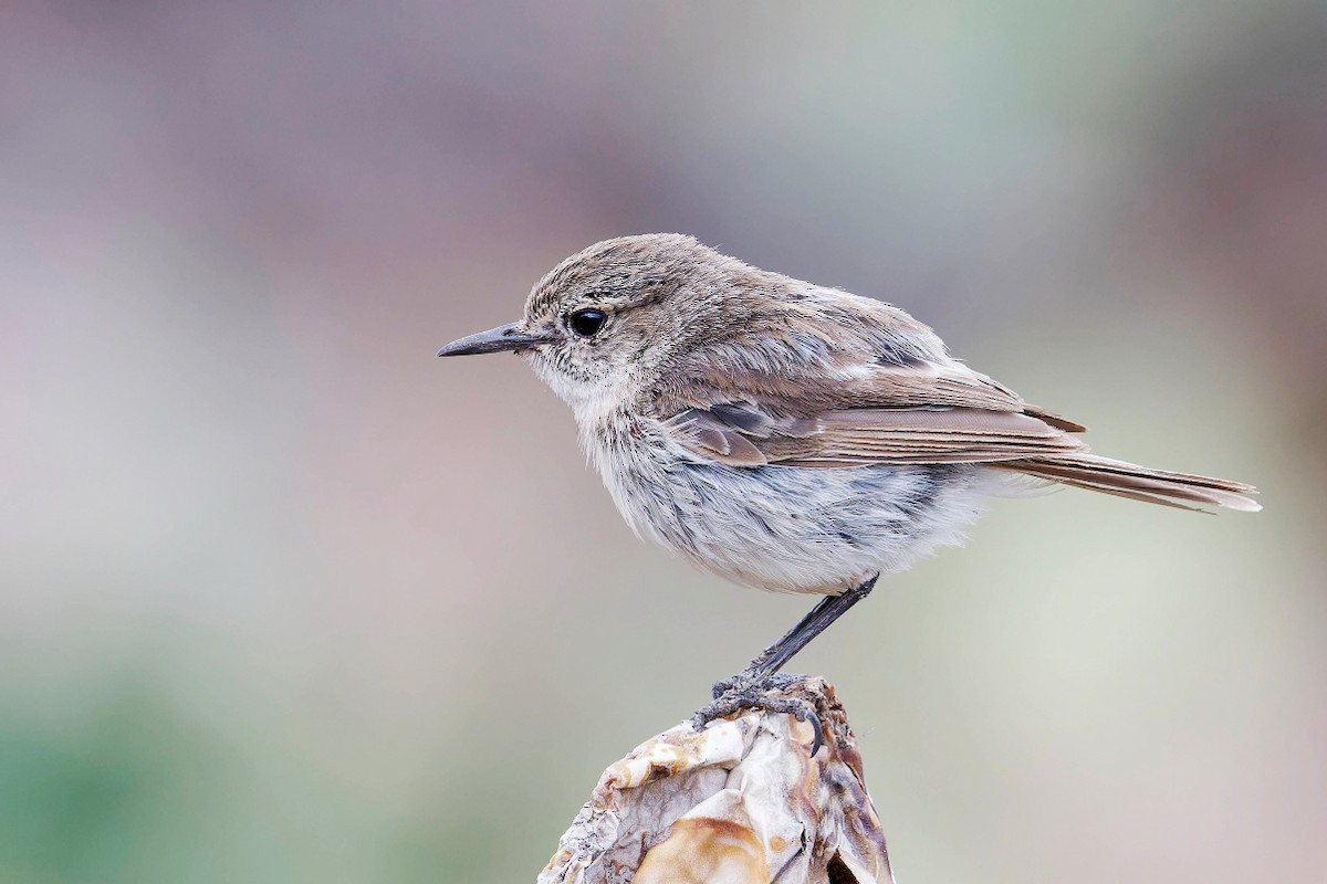 Fuerteventura Stonechat - ML639255844