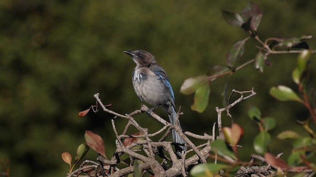 California Scrub-Jay - ML639255858