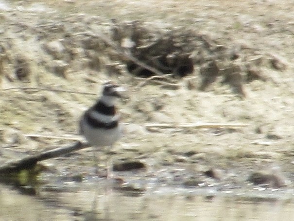 Killdeer - ML639255859