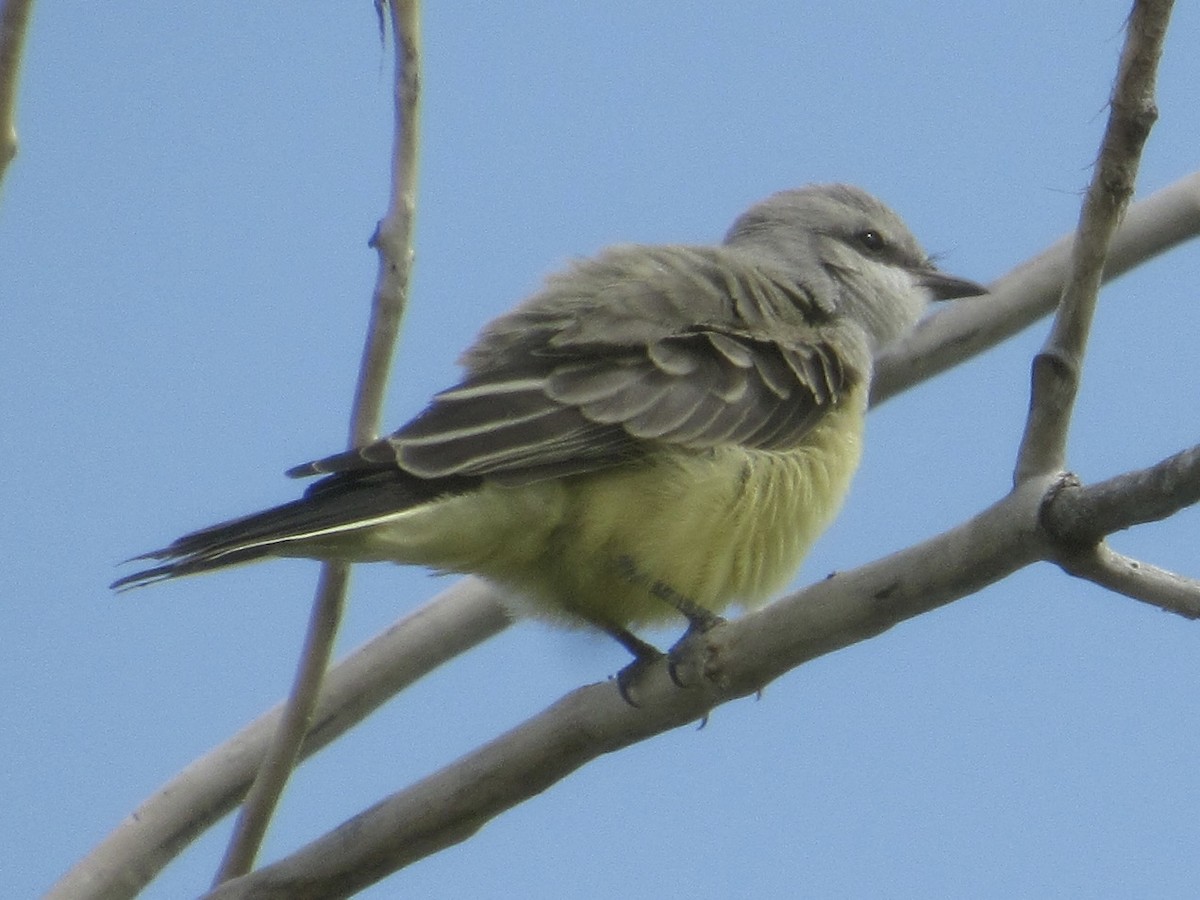 Western Kingbird - ML639255867