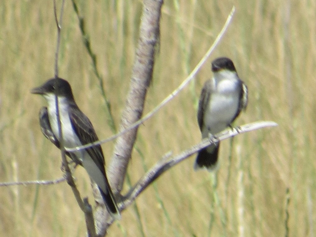 Eastern Kingbird - ML639255885