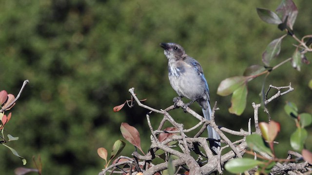 California Scrub-Jay - ML639255937