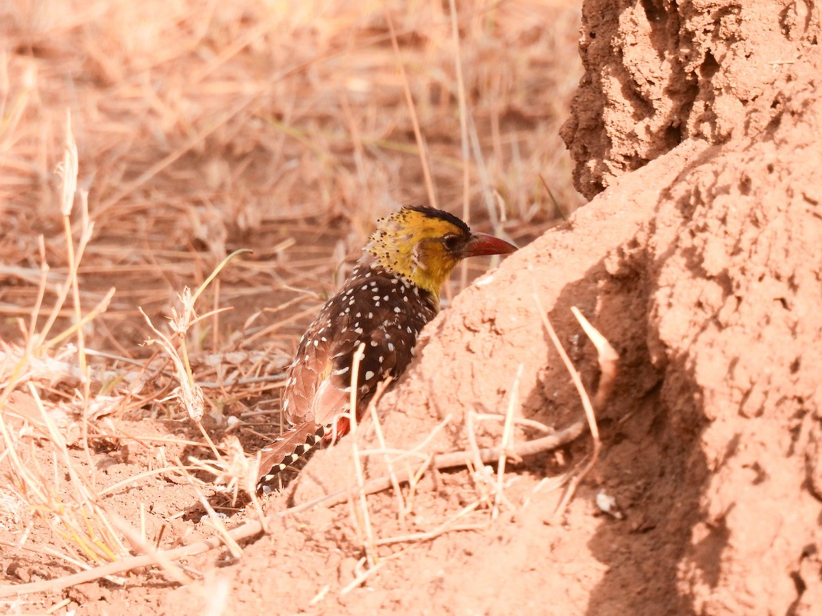 Yellow-breasted Barbet - ML639255959