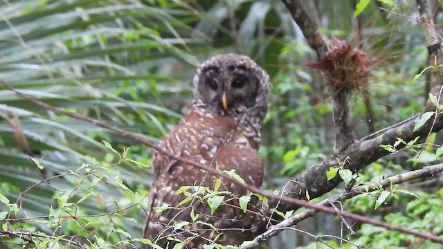 アメリカフクロウ - ML639255980