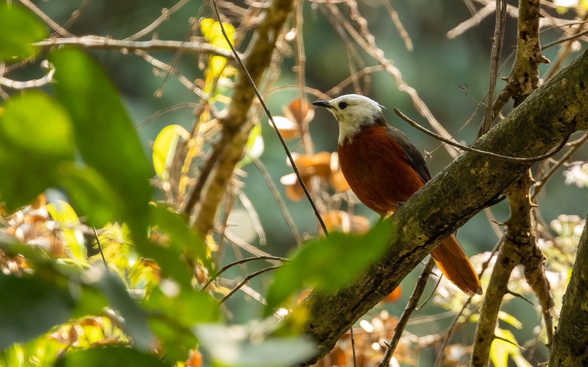 White-headed Robin-Chat - ML639256062