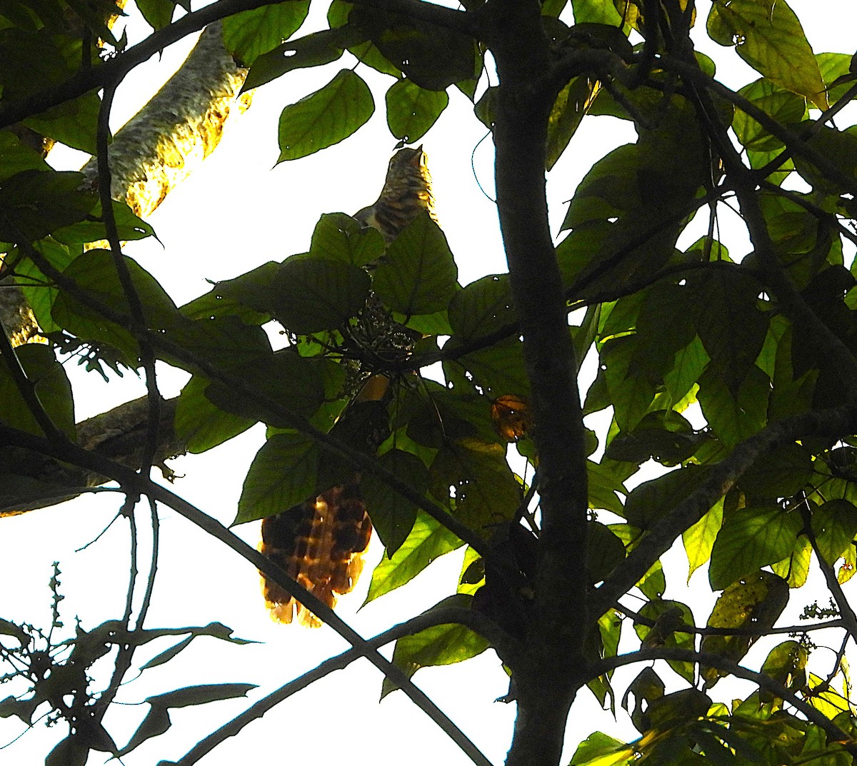 Barred Long-tailed Cuckoo - ML639256081