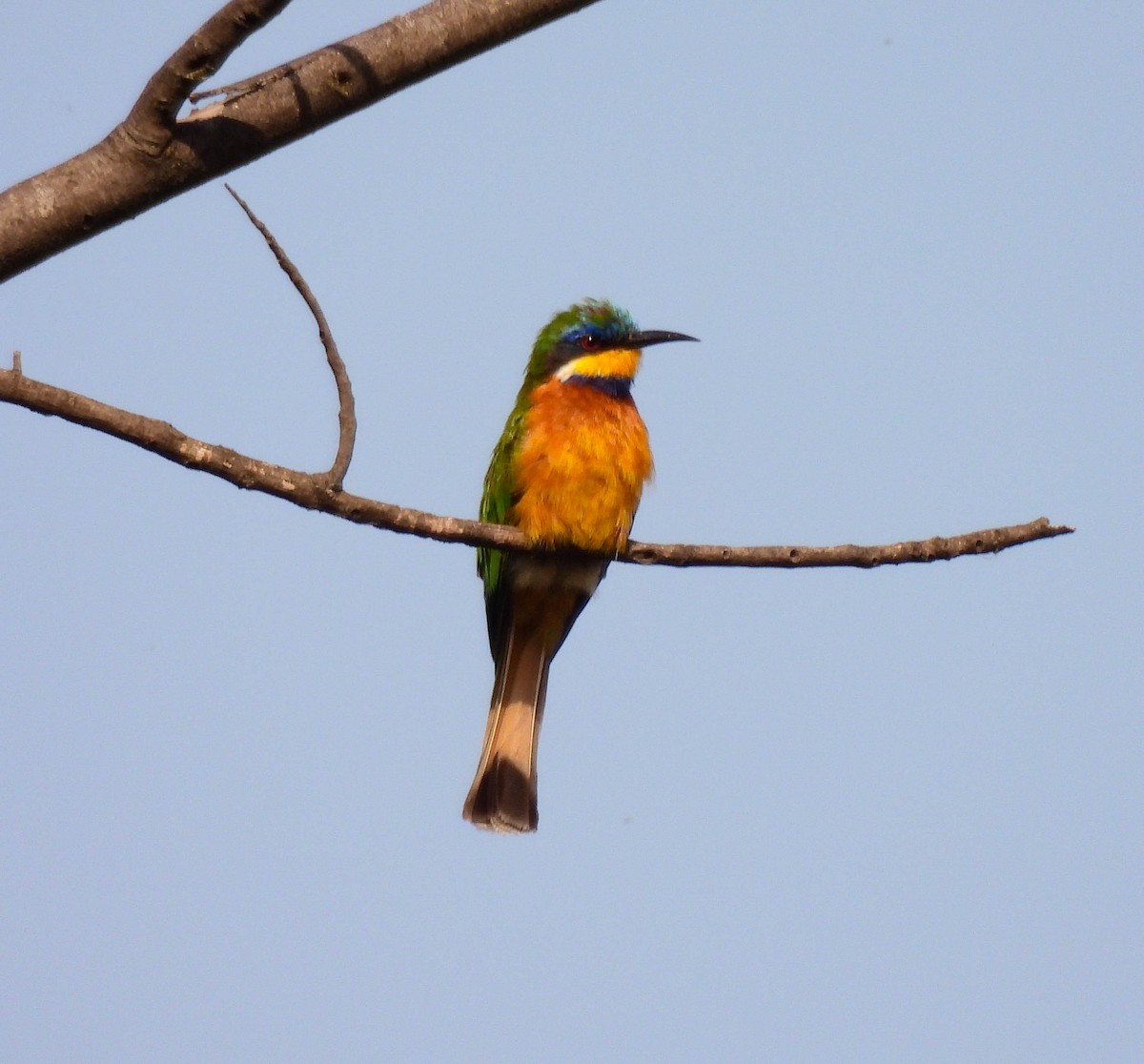 Ethiopian Bee-eater - ML639256116