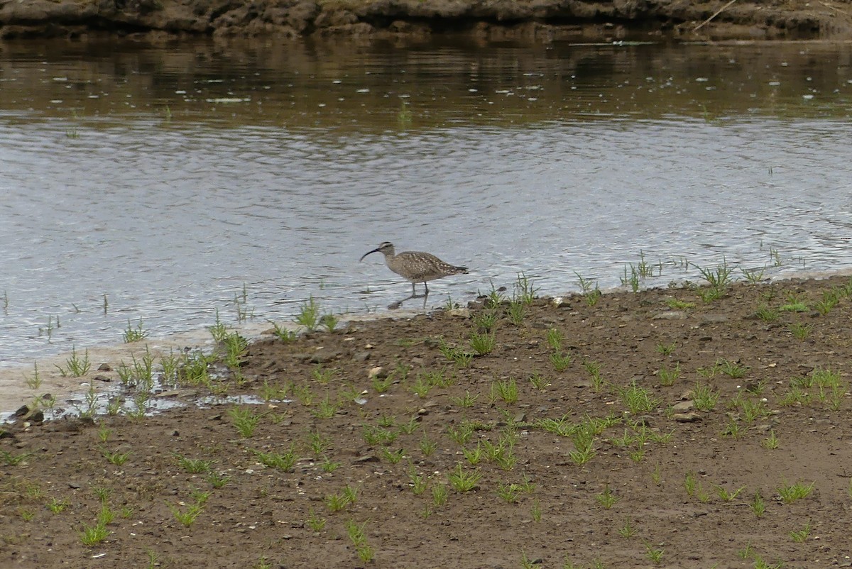 Whimbrel (White-rumped) - ML639256136