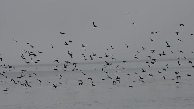 Gabai iluna - ML639256185