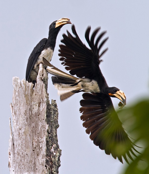 Congo Pied Hornbill - ML639256190