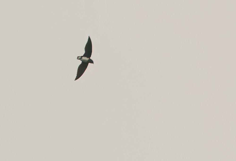 Cassin's Spinetail - ML639256200