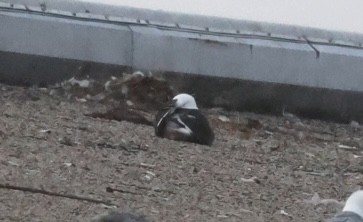 Kelp Gull - ML639256285