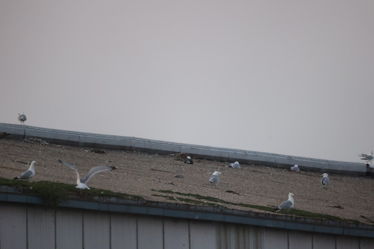 Kelp Gull - ML639256286