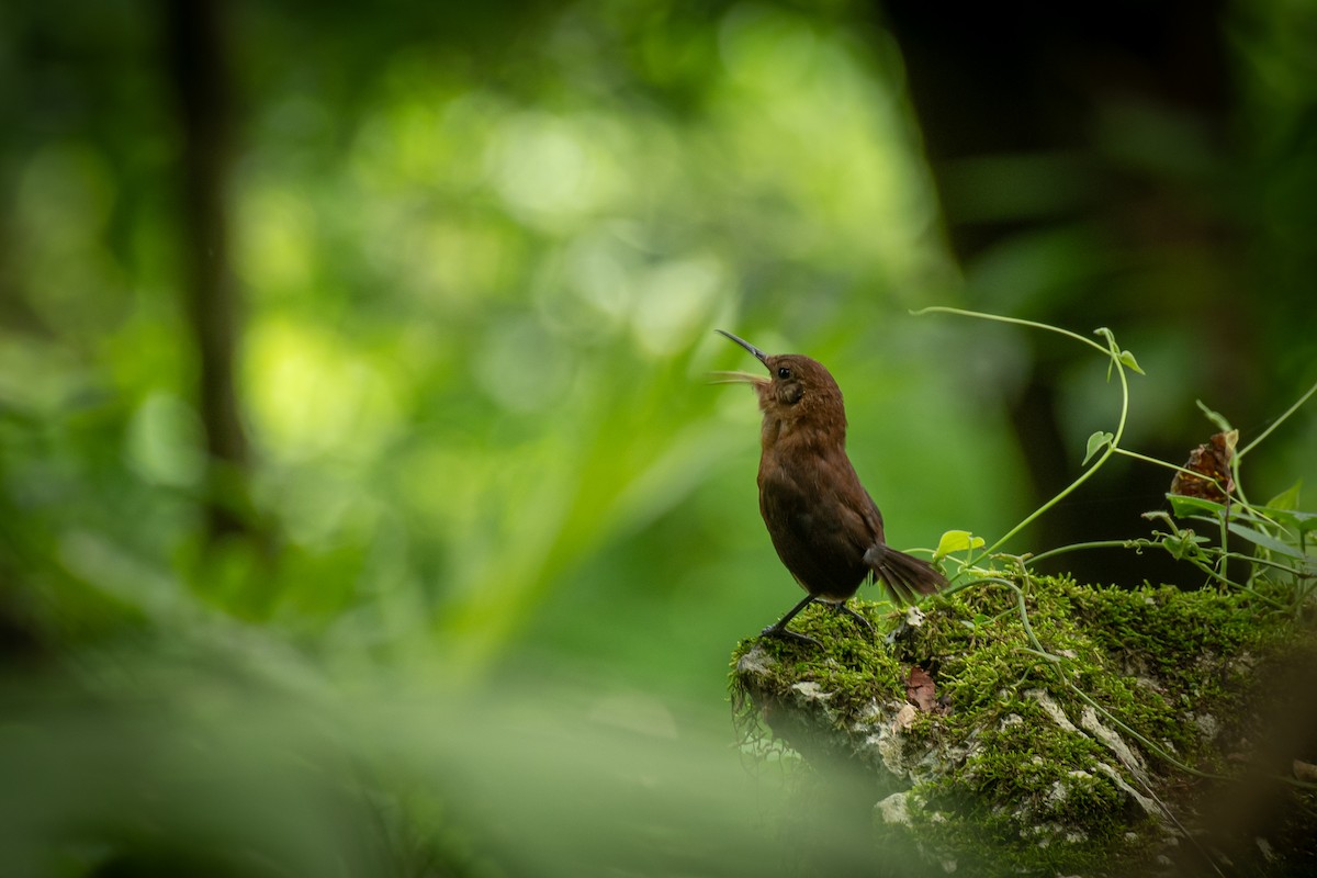 Sumichrast's Wren - ML639256335