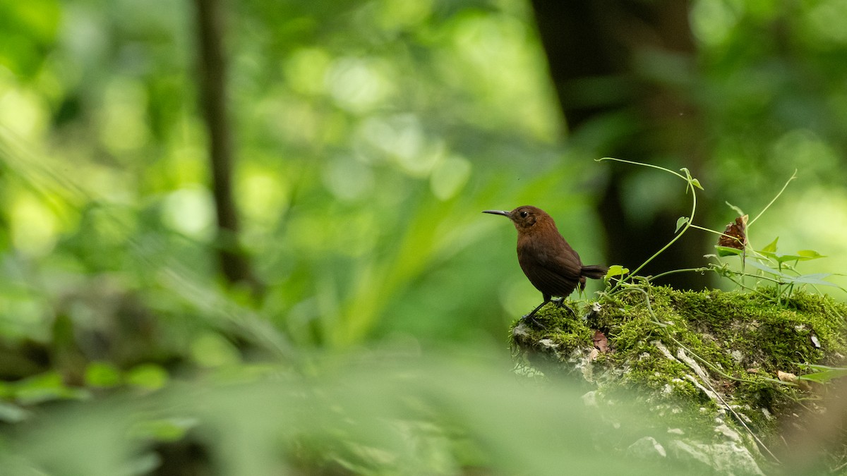 Sumichrast's Wren - ML639256338