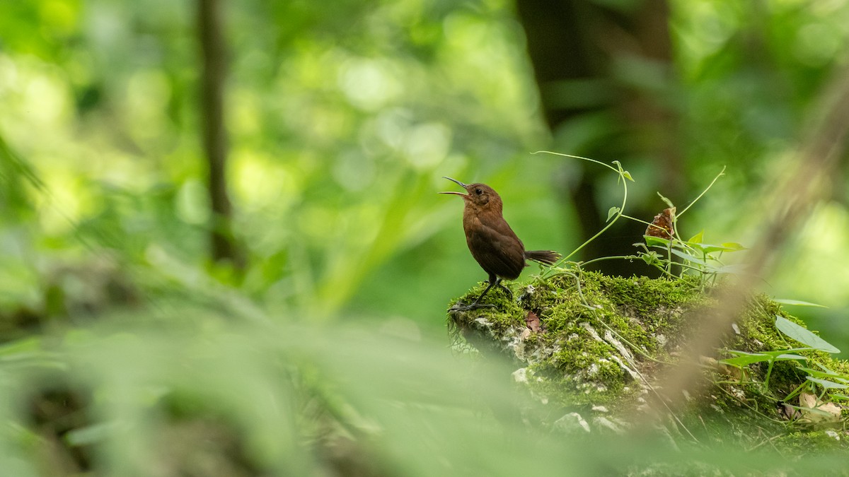 Sumichrast's Wren - ML639256339