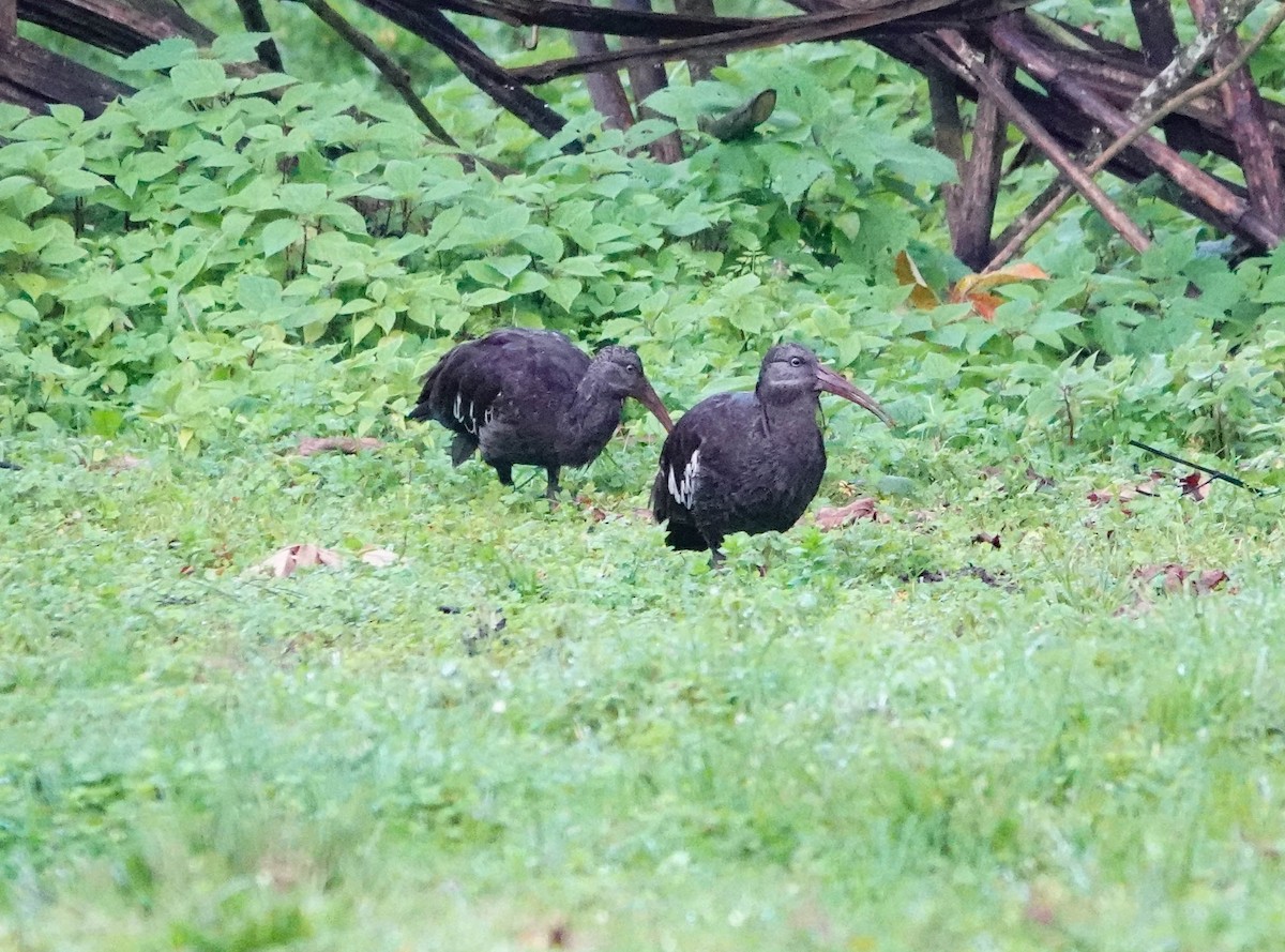 Ibis caronculé - ML639256439