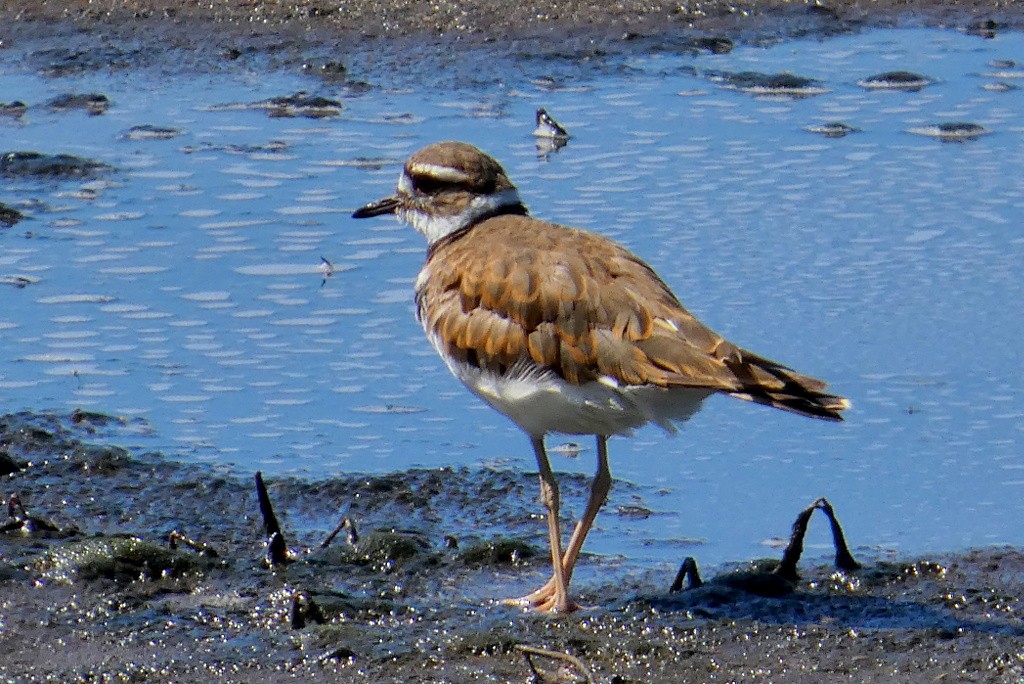 Killdeer - ML639256490