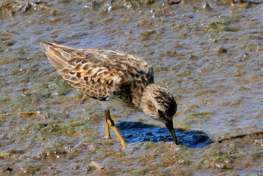 Least Sandpiper - ML639256499