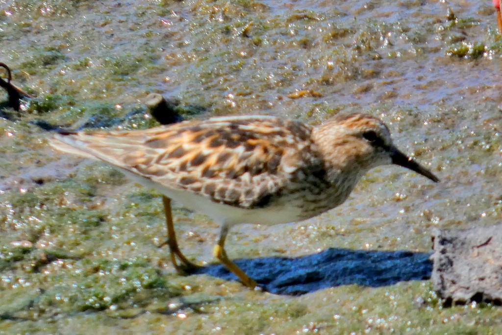 Least Sandpiper - ML639256500