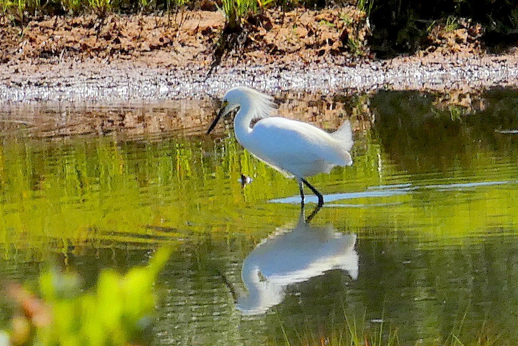 Snowy Egret - ML639256515
