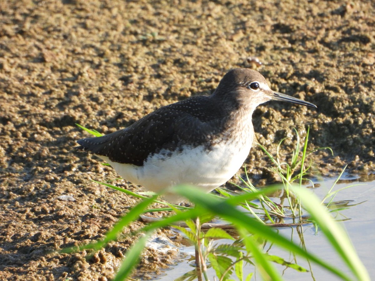 Цагаан сүүлт хөгчүү - ML639256582