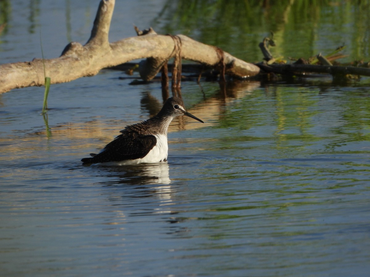 Цагаан сүүлт хөгчүү - ML639256583