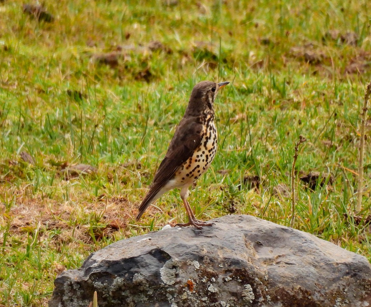 Ethiopian Thrush - ML639256623