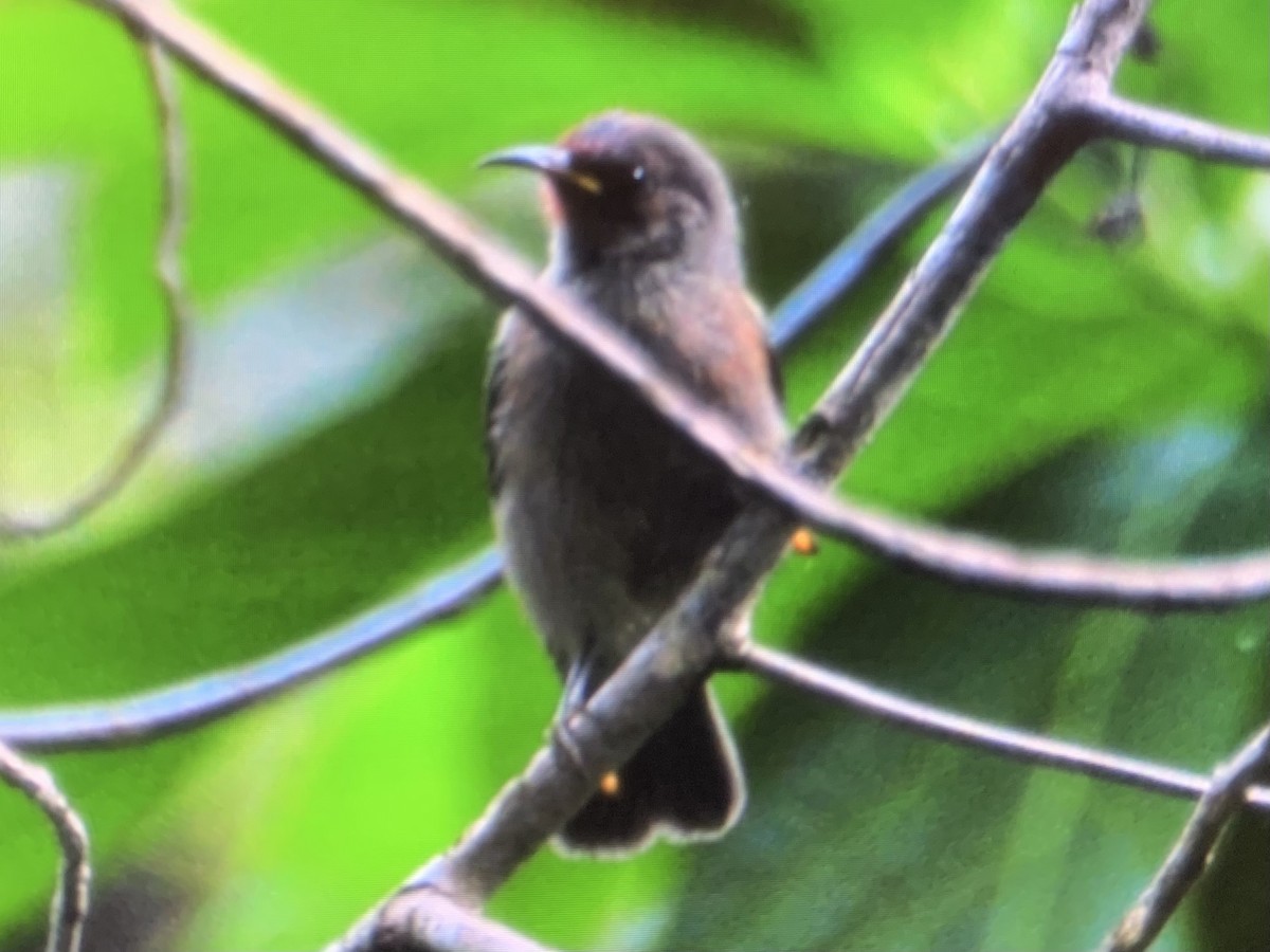 Micronesian Myzomela - ML639256708